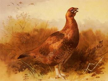 Archibald Thorburn : Cock Grouse